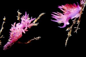 Flabellina rosa (Flabellina affinis)