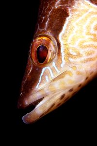 Sciarrano (Serranus scriba)