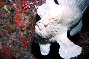 Pesce rana (Antennarius nummifer)