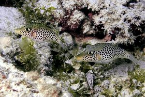 Pesce palla di Tyler (Canthigaster tyleri)