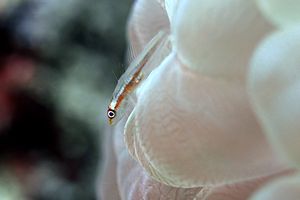 Gobide (Pleurosicya micheli)