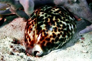 Ciprea tigre (Cypraea tigris)