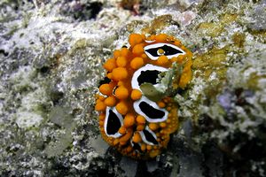 Phyllidia (Phyllidia ocellata)