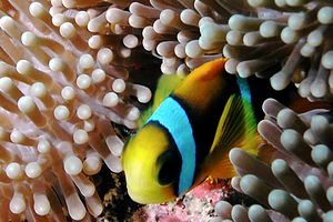Pesce pagliaccio (Amphiprion bicinctus)