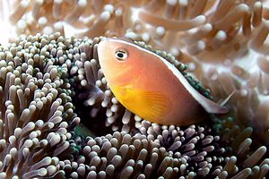 Pesce pagliaccio arancione (Amphiprion sandaracinos)