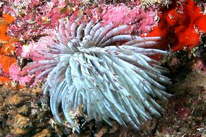 Spirografo (n.d. n.d.)