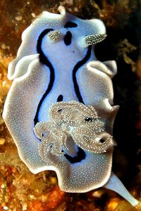 Chromodoris willani (Chromodoris willani)