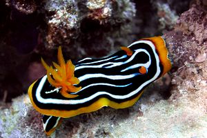 Nudibranchio pigiama (Chromodoris quadricolor)