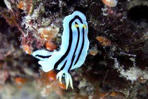 Chromodoris (Chromodoris lochi)