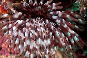 Spirografo (n.d. n.d.)