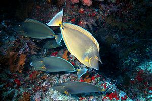 Pesce unicorno blu (Naso unicornis)