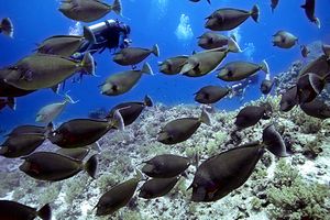 Pesce unicorno blu (Naso unicornis)