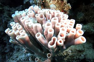 Spugna tropicale (Callyspongia siphonella)