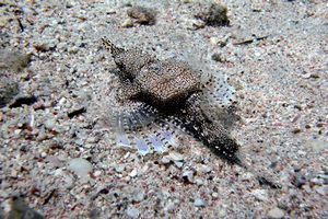 Pesce pegaso minore (Eurypegasus draconis)