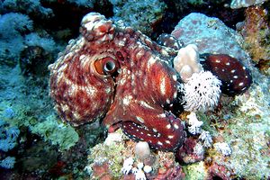 Polpo (Octopus cyanea)