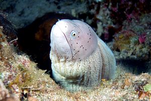 Murena grigia (Siderea grisea)