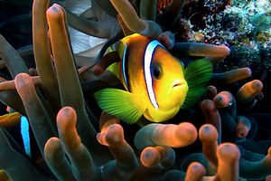 Pesce pagliaccio (Amphiprion bicintus)