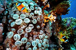 Pesce pagliaccio (Amphiprion bicintus)