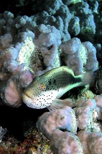 Pesce falco (Paracirrhites forsteri)