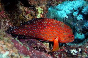 Cernia miniata (Cephalopholis miniata)