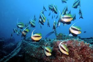 Pesce farfalla virgola (Heniochus intermedius)