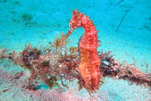 Ippocampo spinoso (Hippocampus histrix)