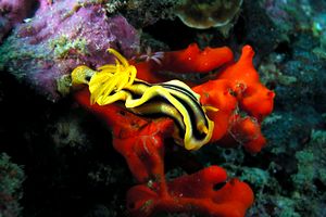 Nudibranco (Chromodoris sp. 1)