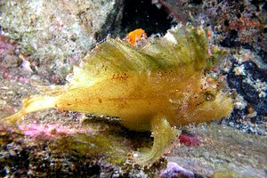 Pesce foglia (Taenianotus triacanthus)