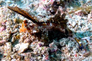 Pesce mandarino ocellato (Synchiropus ocellatus)
