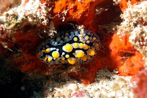 Nudibranco (Phyllidia exquisita)