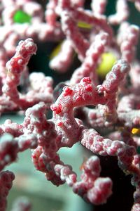 Cavalluccio marino pigmeo (Hippocampus bargibanti)