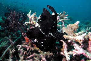 Pesce rana gigante (Antennarius commersoni)