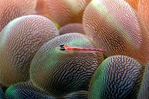 Gobide (Pleurosicya micheli)