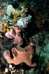 Pesce rana pitturato (Antennarius pictus)