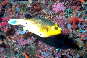 Pesce palla macchiato (Arothron nigropunctatus)