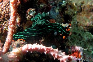 Nembrotha (Nembrotha kubaryana)