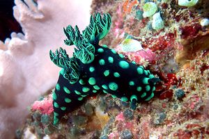 Nembrotha (Nembrotha cristata)