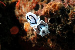 Chromodoris willani (Chromodoris willani)