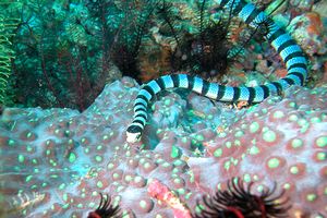 Serpente di mare (Laticauda colubrina)