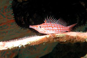 Pesce falco muso lungo (Oxycirrhites typus)