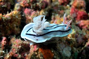 Chromodoris willani (Chromodoris willani)