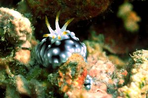 Chromodoris geometrica (Chromodoris geometrica)