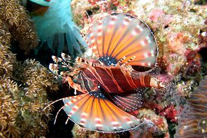 Pesce cobra zebrato (Dendrochirus zebra)