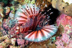 Pesce cobra zebrato (Dendrochirus zebra)