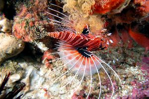 Pesce cobra ocellato (Pterois antennata)