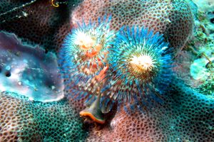 Verme sedentario (n.d. n.d.)