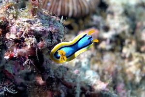 Chromodoris di anna (Chromodoris annae)