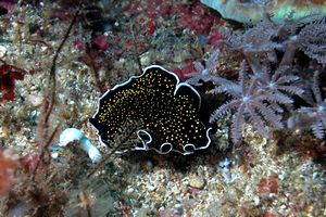 Verme piatto (Thysanozoon sp.)