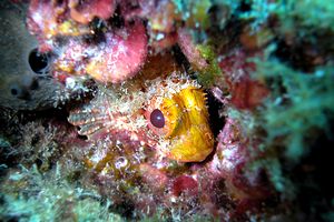 Scorfanotto (Scorpaena notata)