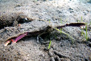 Granchio partenopeo (Parthenope sp.)